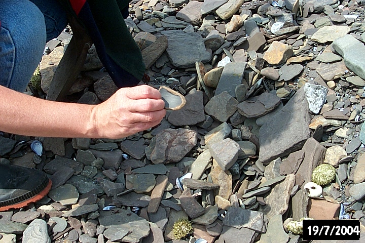 French Normandy stoneware pottery collected on the beach